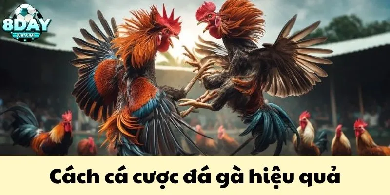 Bí quyết vàng để áp dụng cách cá cược đá gà hiệu quả